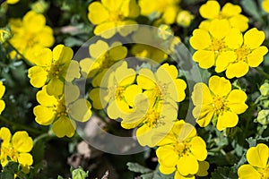 Closeup of the small yellow flowers of Adonis vernalis.