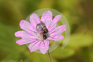 Closeup on a small Yellow masked solitary bee, Hylaeus, in a purple mountain cranesbill flower