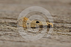 Closeup on a small yellow micro tineoid moth, Tinea trinotella sitting on wood
