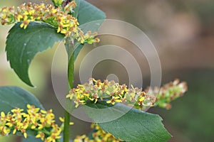 Closeup of the small yellow solidago caesia flowers