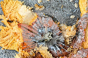 Closeup of smashed pumpkin lying in pieces on pavement