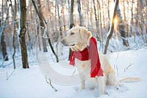 Closeup smile portrait of white retriever dog in red scarf in winter background