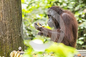 Closeup of a smiling brown orangutan next to the tree in Sepilok Park, Borneo Island