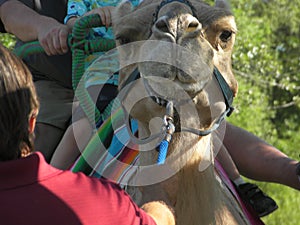 Closeup of smiling camel wearing a bridle in the park.