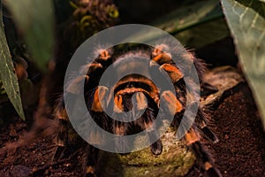 Closeup of the Smith's Redknee Tarantula. Brachypelma smithi.