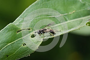 Closeup on a Smudge-winged Pipiza lugubris hoverfly, sitting on a green leaf