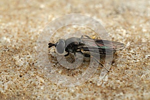 Closeup on a Smudge-winged Pipiza lugubris hoverfly, sitting on a stone