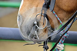 Closeup of snaffle bitted riding horse