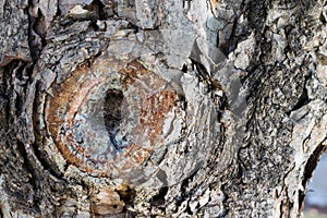 Closeup of a snag on a tree