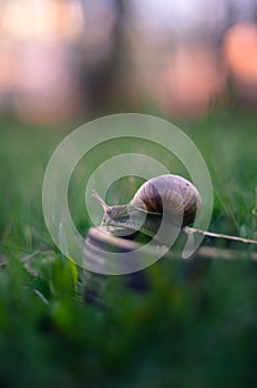 Closeup of a snail in the green field against a blurred background, a vertical shot