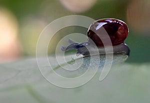 closeup snail on greenleaf
