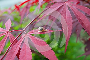 Closeup of snail on maple tree in the garden