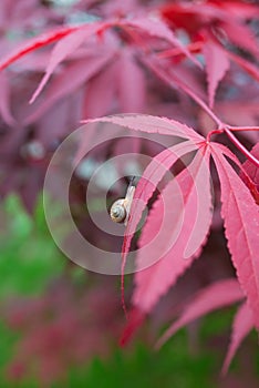 Closeup of snail on maple tree in the garden