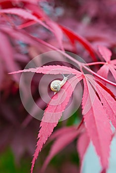 Closeup of snail on maple tree in the garden