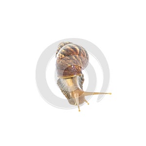 Closeup snail moving on floor isolated on white background with clipping path