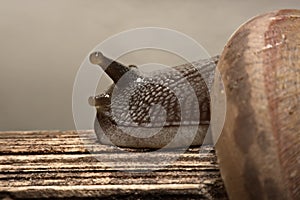 Closeup snail moving on floor on white background