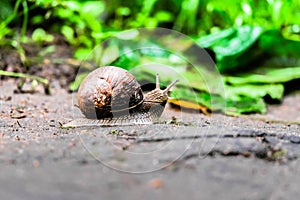 Closeup of a snail on an old stump amongst the young bright green foliage.