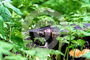 Closeup of a snail on an old stump amongst the young bright green foliage.