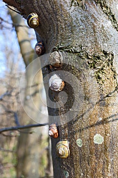 Closeup of snails climbs tree bark