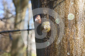 Closeup of snails climbs tree bark