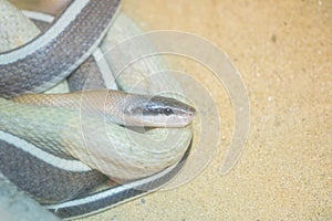 Closeup snake curl up on sand ground textured background with copy space