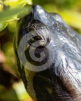 Closeup of a snake eye in the garden