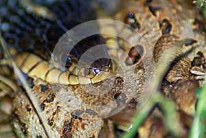 Closeup of Snake Face and Eye as it is Biting into a Toad