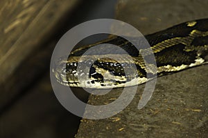 Closeup of snake head and eye as it slithers on ground