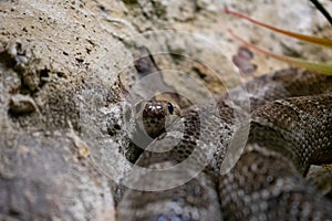 Closeup of the snake hiding between rocks.