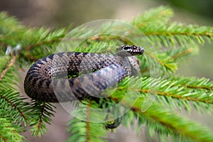 Vipera berus poisonous viper in summer on branch the of tree photo