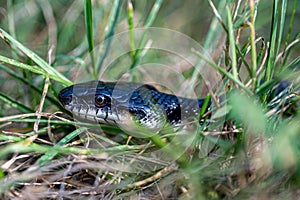Closeup of a snake's head in green grass