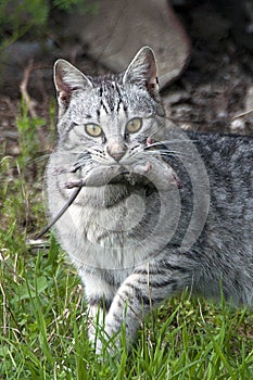 A closeup snapshot of cat hunter with catch mouse