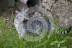 A cat hunter with catch mouse