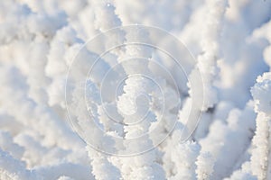 Closeup snow covered bush