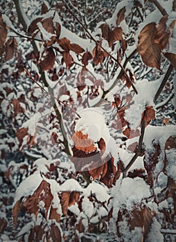 Closeup snow covered golden leaves.Winter season background. Frozen nature, frost on the tree branches