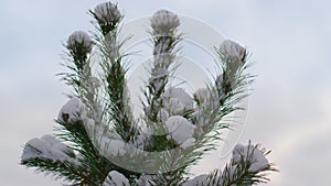 Closeup snow covered spruce top against winter sky. Coniferous tree in forest.