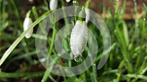 Closeup of a snow drop with a water drop