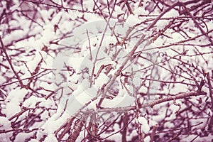 Closeup of snow on dry branches of tree in winter time