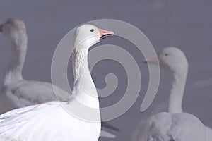 Closeup of a snow goose