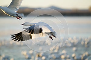 A closeup of a snow goose frozen in flight at the Bosque del Apache National Wildlife Refuge, near San Antonio and Socorro, New Me photo