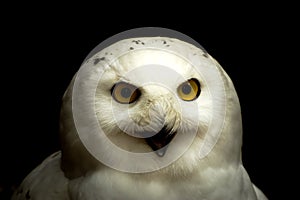 Closeup of Snow Owl portrait - Bubo Scandiacus