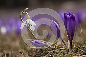 Closeup of a Snowdrop in a field of crocuses