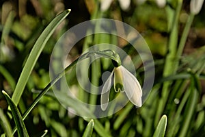 Closeup of snowdrop on the forest floor - galanthus