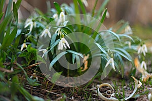 Closeup of snowdrops in a field at daytime with a blurry background