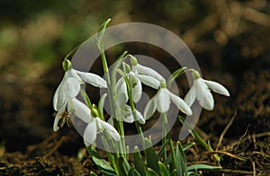 Closeup of snowdrops flowers