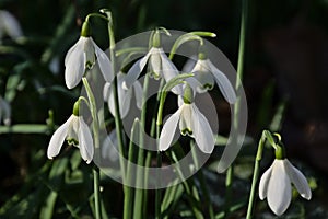 Closeup of snowdrops on the forest floor - galanthus