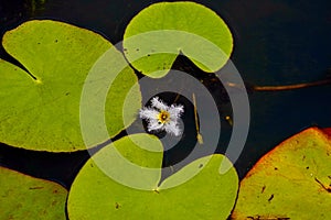 Closeup of Snowflake lily at Mapleton Lilyponds Queensland