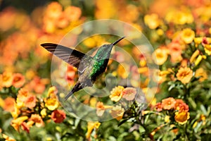 Closeup of Snowy-bellied Hummingbird (Saucerottia edward)