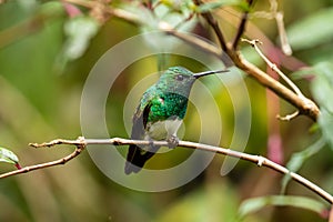 Closeup of Snowy-bellied Hummingbird (Saucerottia edward)