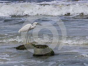 Closeup of a Snowy Egret with Fish